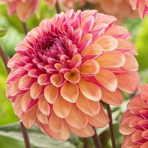 Meet your Posher, Adrienne